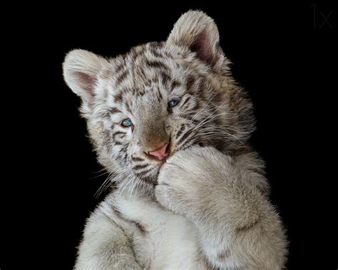 Cute White Tiger Cub, HD Animals, 4k Wallpapers, Images, Backgrounds, Photos and Pictures