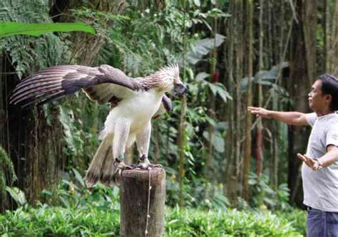 Philippine Eagle Foundation- Protecting the Noble Bird On the Verge of Extinction - BuzzOnEarth