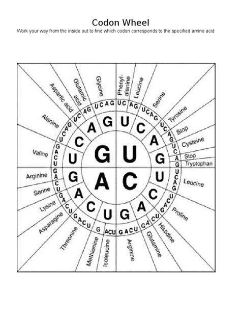 Codon Wheel | PDF