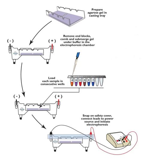 Agarose Gel Electrophoresis: Principle, Procedure, Results – Microbe Online