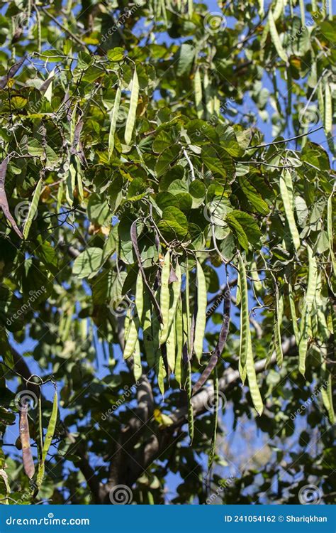 Kachnar Or Orchid Tree Or Mountain Ebony Bauhinia Variegata Tree With Flowers And Pods Stock ...