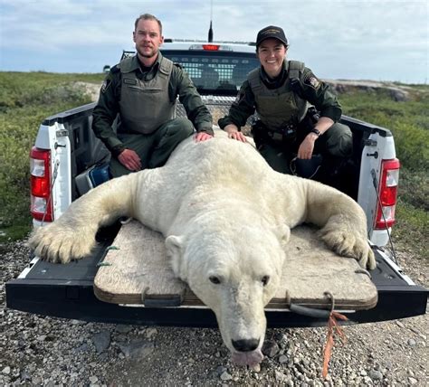 Churchill on track for record number of polar bear reports this season, conservation officers ...