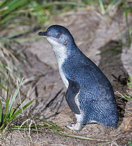 10 Interesting Facts about Fairy Penguins – Facts and Fun