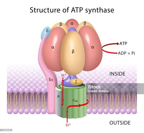 The Components Of Atp Synthase A Rotary Motor Stock Illustration - Download Image Now ...