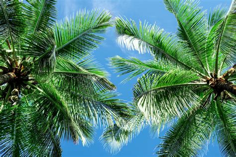 Types of Palm Trees in Florida | Beautiful Boundaries