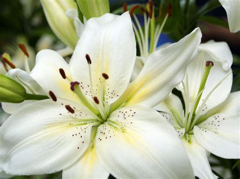 Summer Flower: Lilies