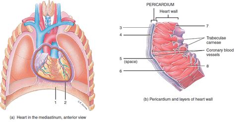 Fibrous Pericardium Diaphragm