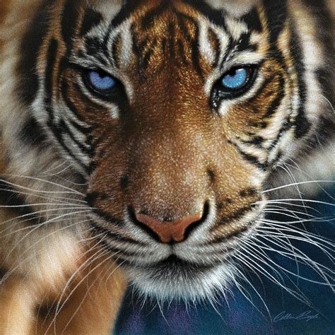 Tiger - Blue Eyes - Art and Frame - Adelaide