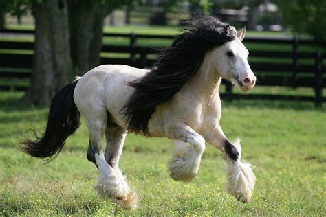 Buckskin Gypsy Vanner Horse / Gypsy Vanner Horses for Sale | Gelding | Buckskin & White| Tough ...