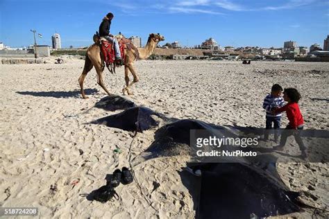 Palestinians looking at fish Bat on Gaza beach in Gaza city April 2 ...