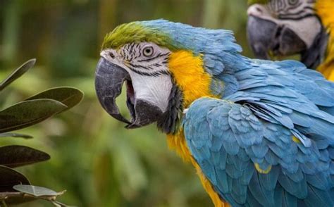 Parrot care - a guide to caring for your parrot - ExoticDirect