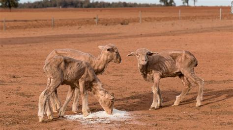 Australia relaxes kangaroo protections as New South Wales battles drought - CNN