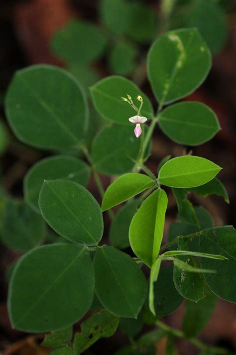 Flora of Zimbabwe: Species information: individual images: Grona adscendens