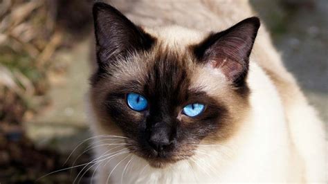 How Much Is A Siamese Cat Worth?