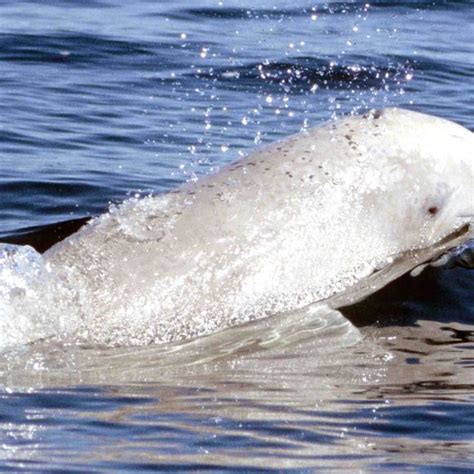 Churchill River Beluga Whales in Manitoba