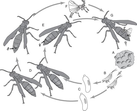 Strepsiptera Life Cycle