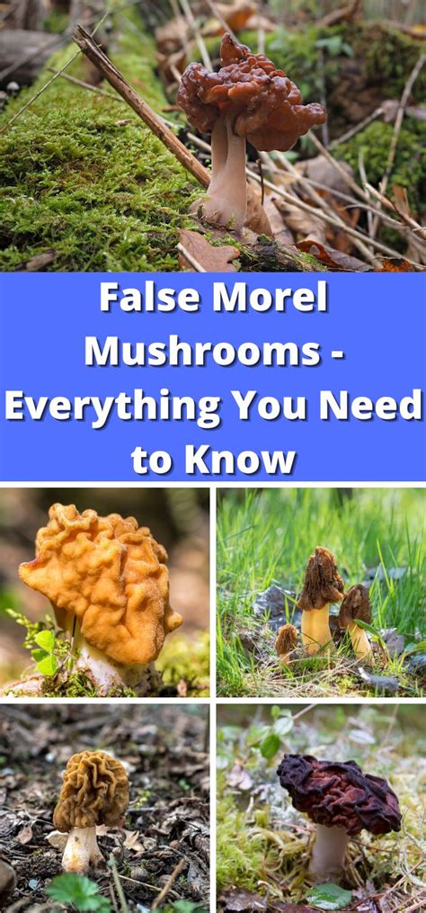 False Morel Mushrooms - Everything You Need to Know - Mushroom Appreciation