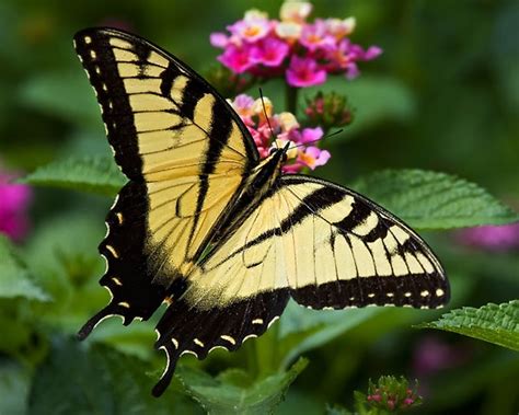 Pretty Black & Yellow Butterfly | Butterfly | Pinterest