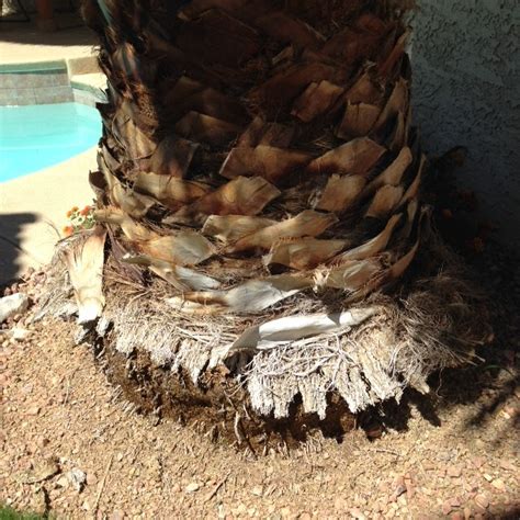 Xtremehorticulture of the Desert: Palm Tree Roots Exposed – No Problem