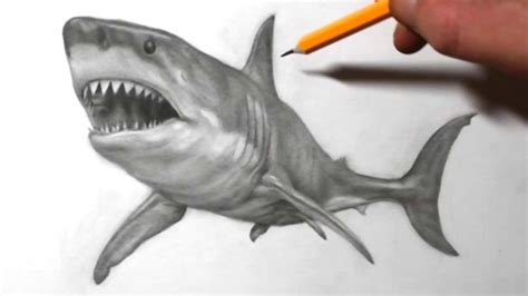 How to Draw a Shark | Realistic Pencil Drawing | Realistic pencil ...