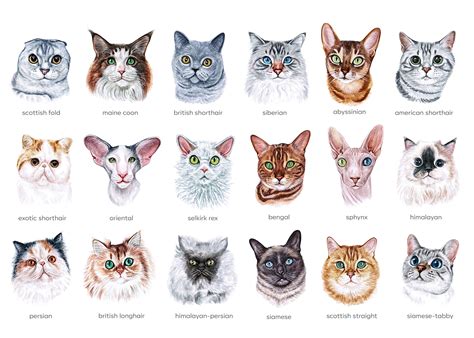 Watercolor set illustrations cat breeds. Cute 18 cats By Susik Shop | TheHungryJPEG.com