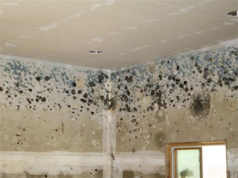 Mold & Mildew Removal - AGG Restoration & Construction, LLC