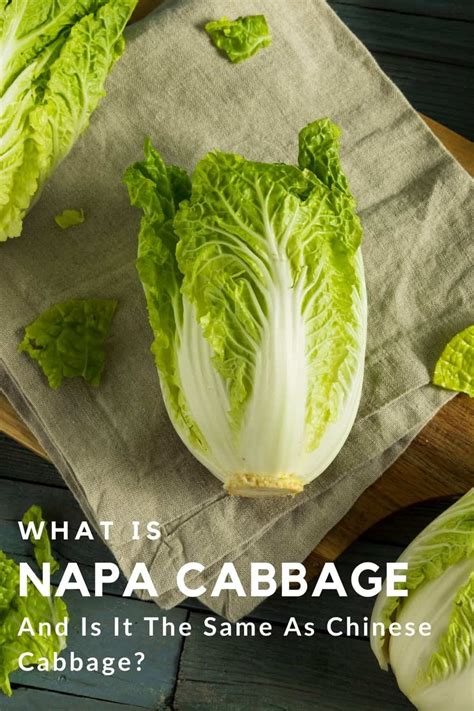 What Is Napa Cabbage? And Is It The Same As Chinese Cabbage?