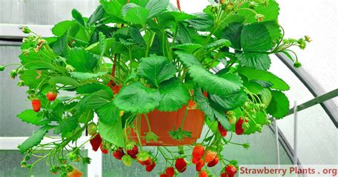 How to Plant and Grow Strawberries in Hanging Baskets