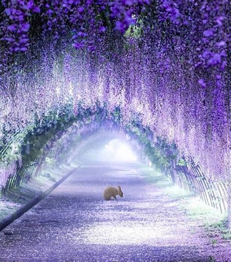 Wisteria Tree Tunnels In Japan Look Like Something From A Fairy Tale ...