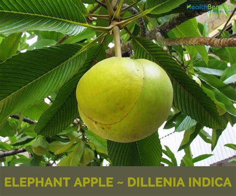 Elephant Apple facts and health benefits