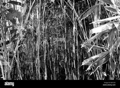 Bamboo plant Black and White Stock Photos & Images - Alamy