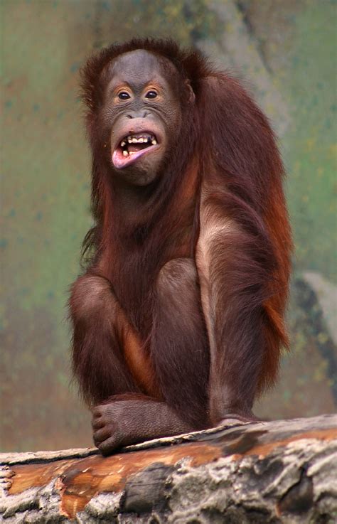 Laughter in animals - Wikipedia