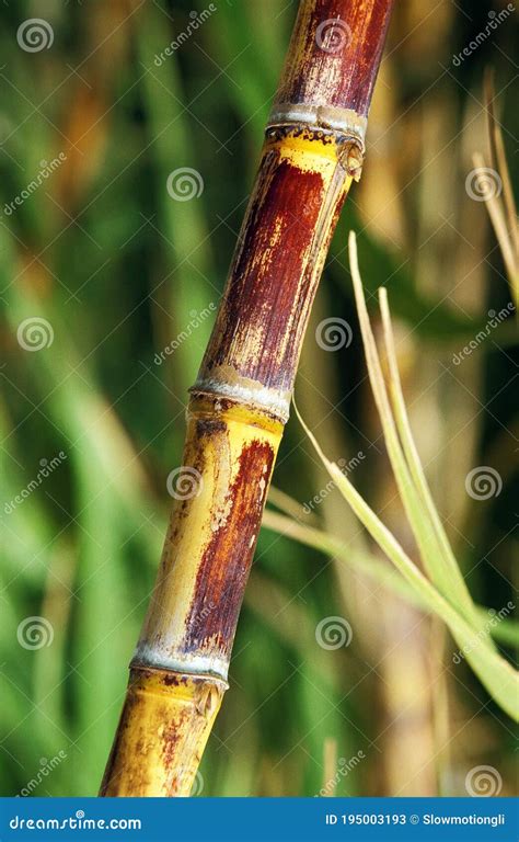 SUGAR CANE in HAWAII stock image. Image of botany, agriculture - 195003193