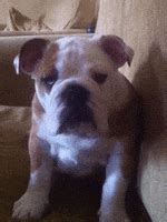 Bulldog Puppy GIFs - Find & Share on GIPHY