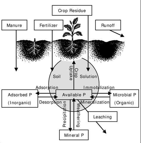 Phosphorus Cycle Diagram Simple