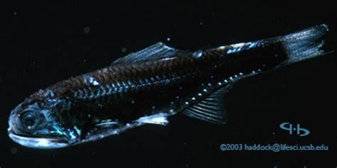 Deep-Sea Lanternfish Eat Tons of Plastic | Live Science