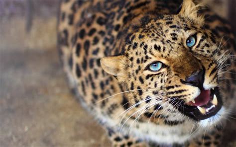 leopard, Face, Eyes Wallpapers HD / Desktop and Mobile Backgrounds