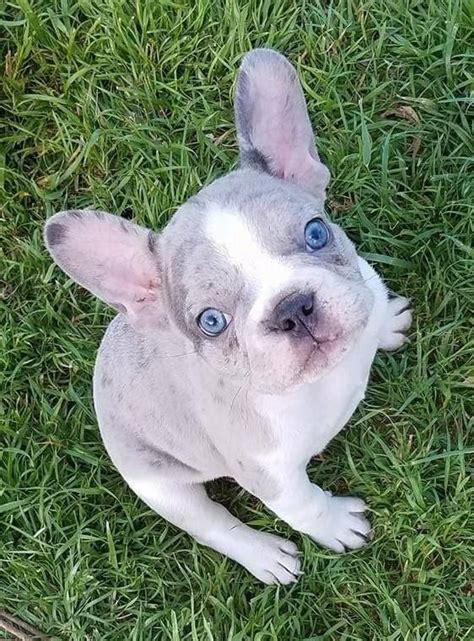 Alapaha Blue Blood Bulldog Puppies For Sale | Las Vegas, NV #289993