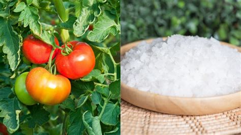 Why Use Epsom Salt for Tomato Plants - Garden Beds