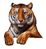 Cool Animated Tiger Gifs at Best Animations