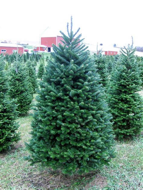 Load image into Gallery viewer, Real Christmas Trees Delivered 6 Foot ...