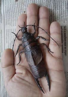 Ecofriendly: Saint Helena Giant Earwig