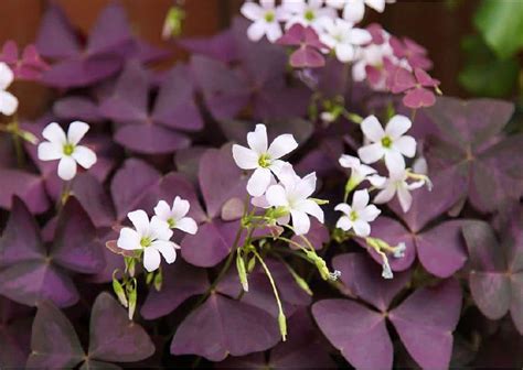 Oxalis Triangularis: A Handy How-to Guide - Properly Rooted