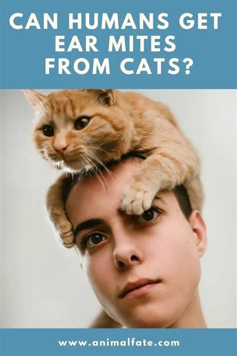 Can Humans Get Ear Mites From Cats? (And Is It Dangerous?) - AnimalFate