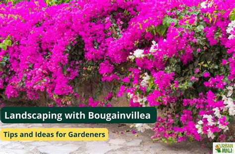 Landscaping with Bougainvillea: Tips and Ideas for Gardeners