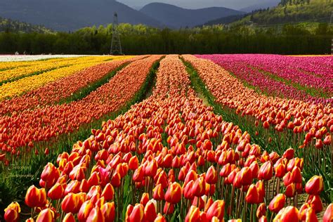 Chilliwack Tulip Festival Returns this Spring