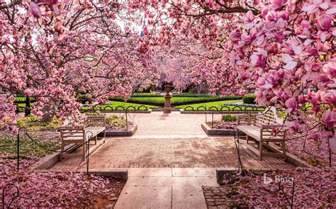 Cherry blossoms at the National Mall, Washington, DC - WindowsCenter.nl