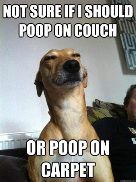 30 Poop Memes You Just Need to See Right Now - SayingImages.com