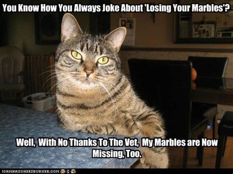 You Know How You Always Joke About 'Losing Your Marbles'? | Funny cat memes, Jokes, Silly cats