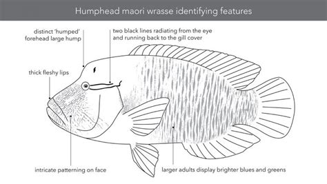 Fact Sheet: Humphead Maori Wrasse • Department of Primary Industries and Regional Development